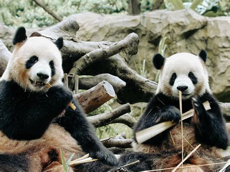 Los pandas del Zoológico Nacional llegan a salvo a China